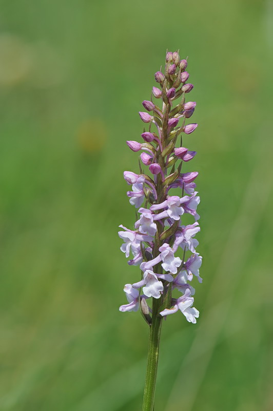 Dubbio su sperone Gymnadenia