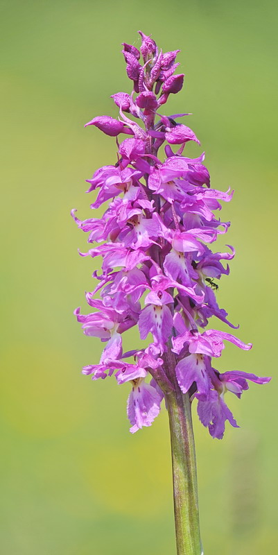 Orchis mascula subsp. speciosa