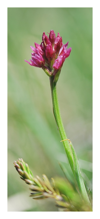 Orchidee Venete 2017 - 7