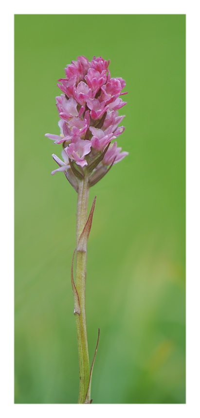 Orchidee Venete 2017 - 7