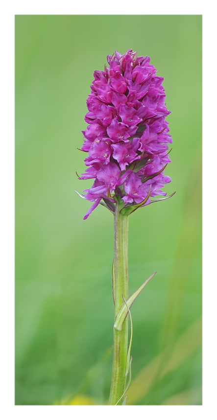 Orchidee Venete 2017 - 7