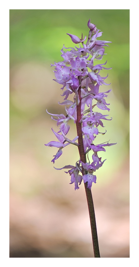 Orchidee Venete 2017 - 10