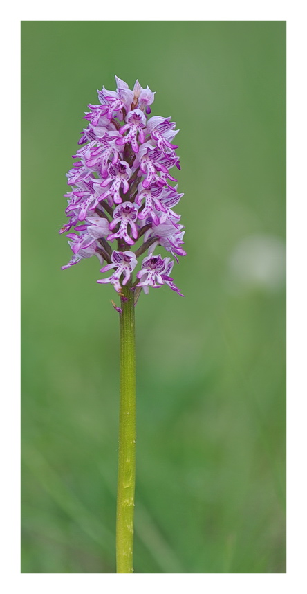 Orchidee Venete 2017 - 10