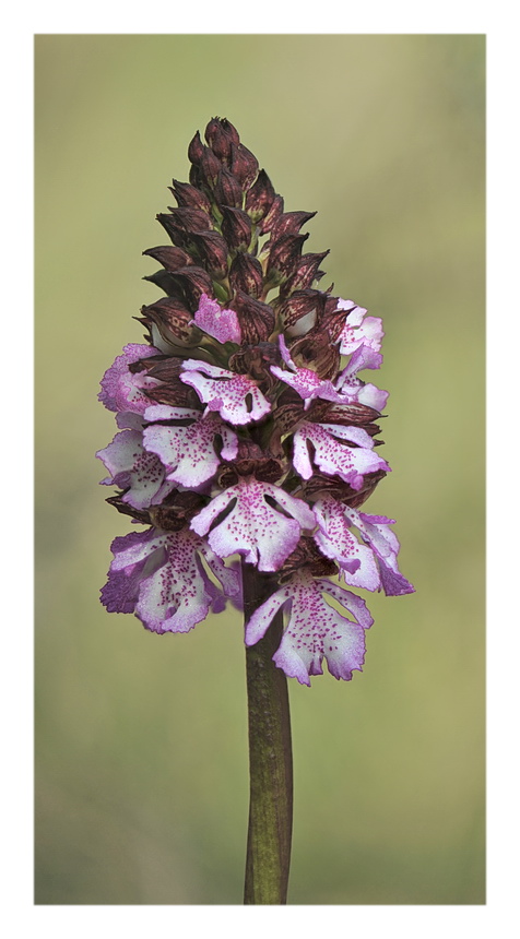 Orchidee Venete 2017 - 10