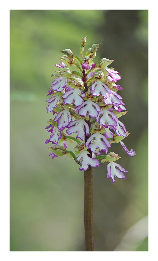 Orchidee Venete 2017 - 10