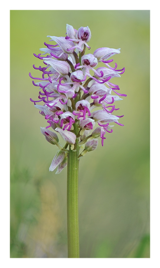 Orchidee Venete 2017 - 10
