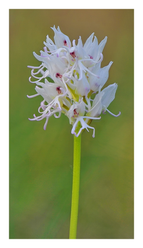 Orchidee Venete 2017 - 10
