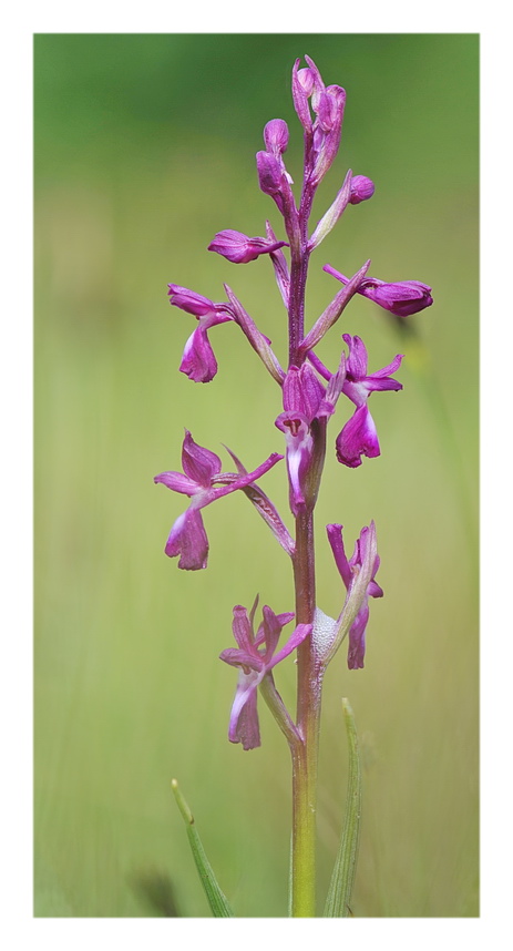 Orchidee Venete 2017 - 1