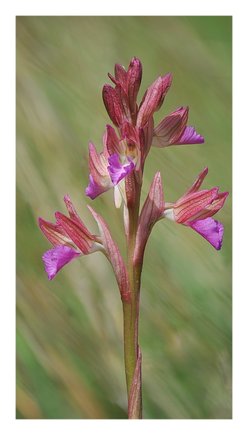 Orchidee Venete 2017 - 1