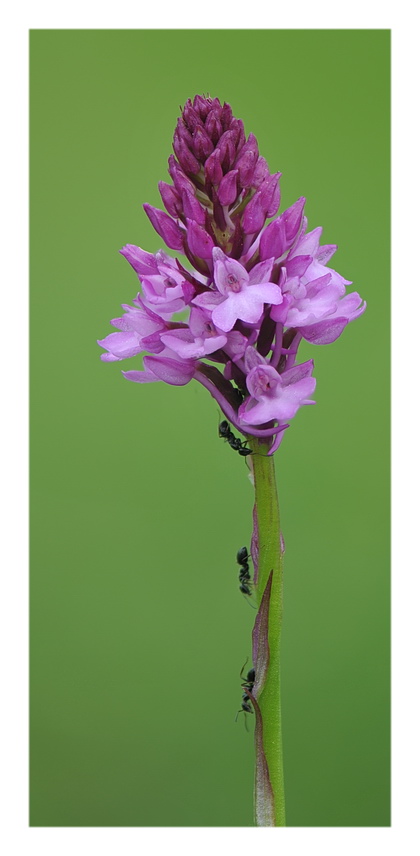 Orchidee Venete 2017 - 1