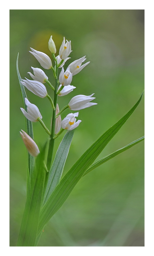 Orchidee Venete 2017 - 2