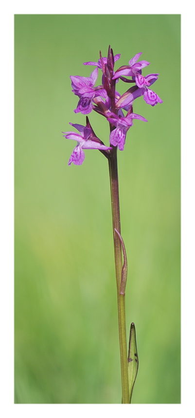 Orchidee Venete 2017 - 3