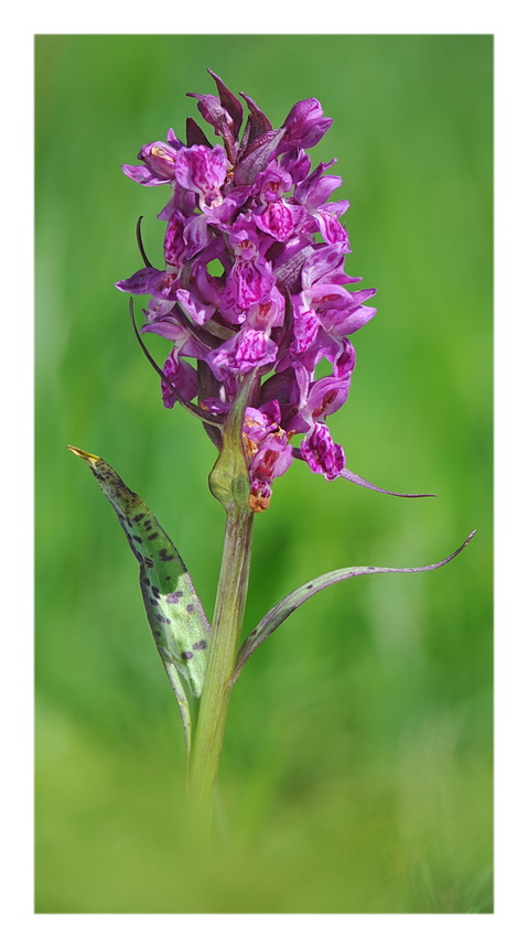Orchidee Venete 2017 - 3