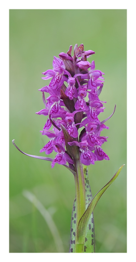 Orchidee Venete 2017 - 3