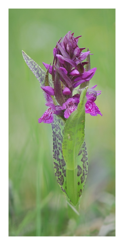 Orchidee Venete 2017 - 3