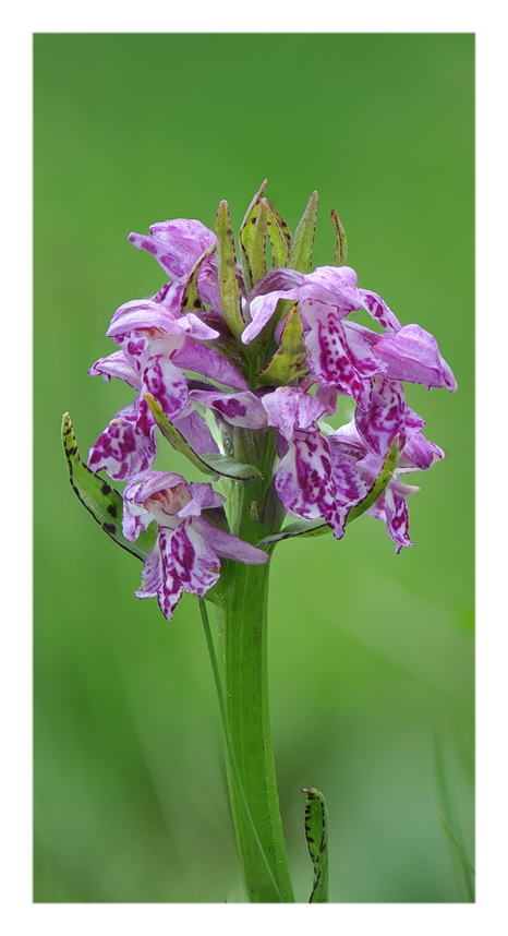 Orchidee Venete 2017 - 3