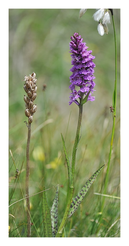 Orchidee Venete 2017 - 3