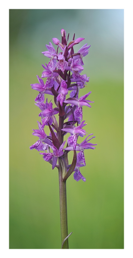 Orchidee Venete 2017 - 3