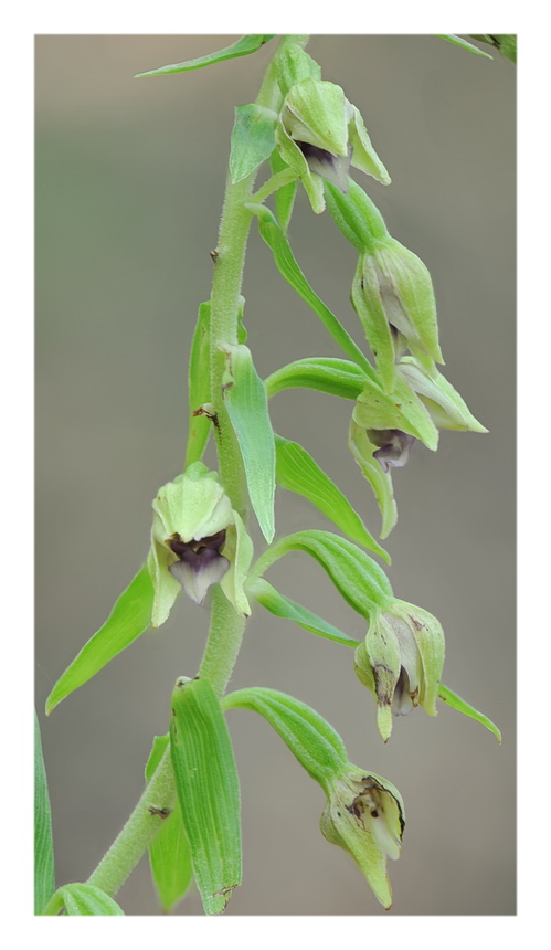 Orchidee Venete 2017 - 4