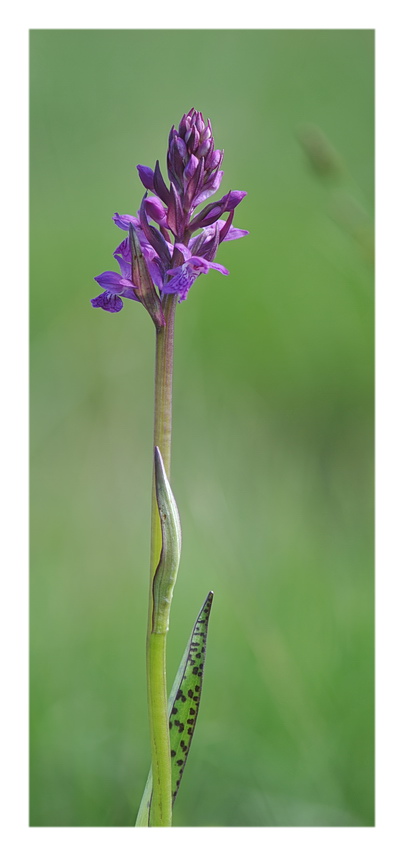 Orchidee Venete 2017 - 3