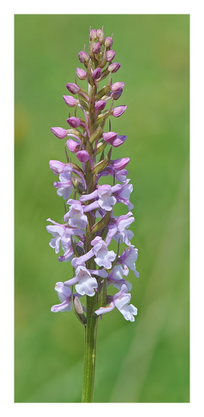 Orchidee Venete 2017 - 5