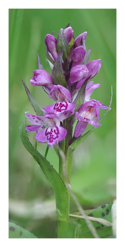 Orchidee Venete 2017 - 3