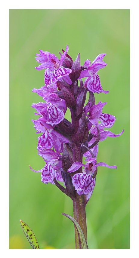 Orchidee Venete 2017 - 3