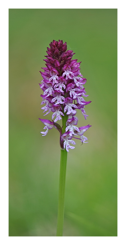 Orchidee Venete 2017 - 6