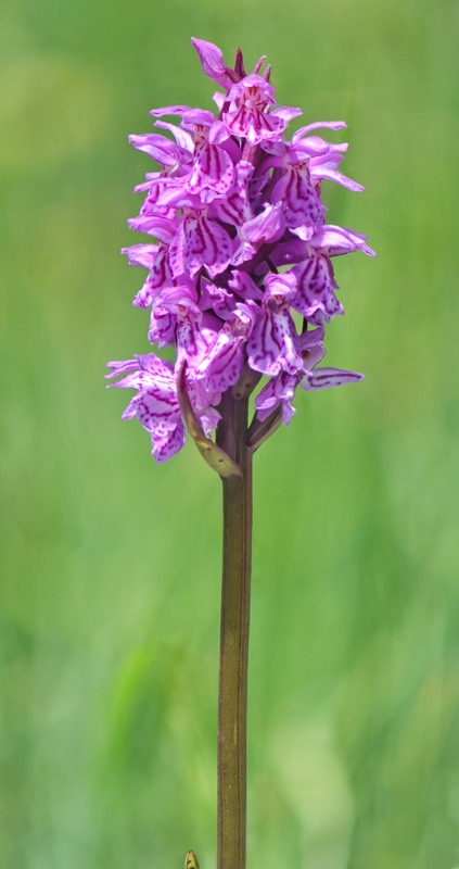 Dactylorhiza fuchsii