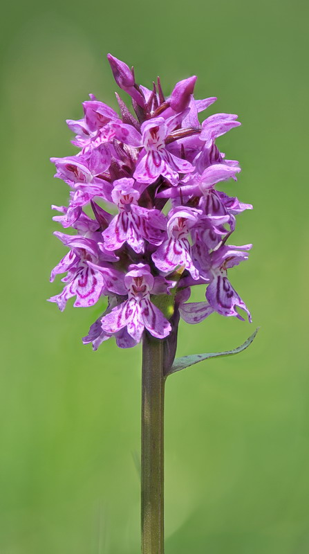 Dactylorhiza fuchsii