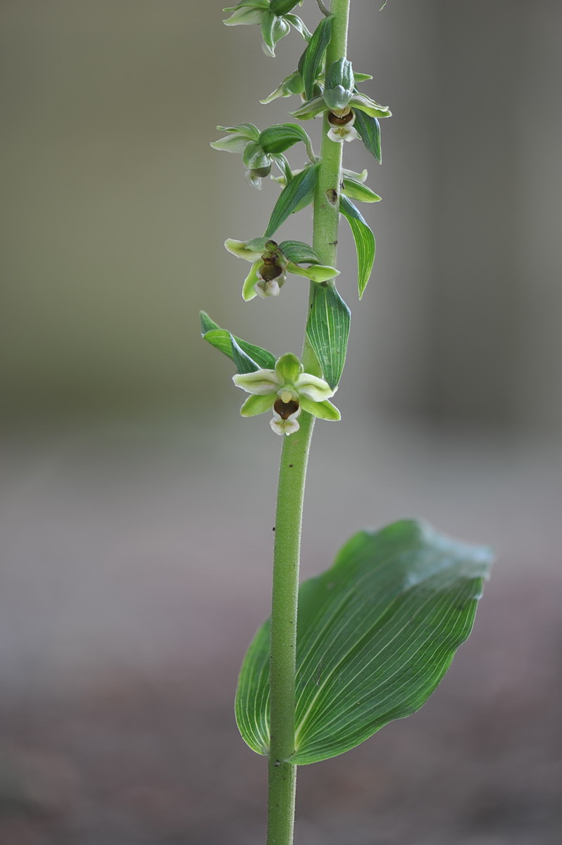 Epipactis ibrido (helleborine x autumnalis), e Epipactis autumnalis