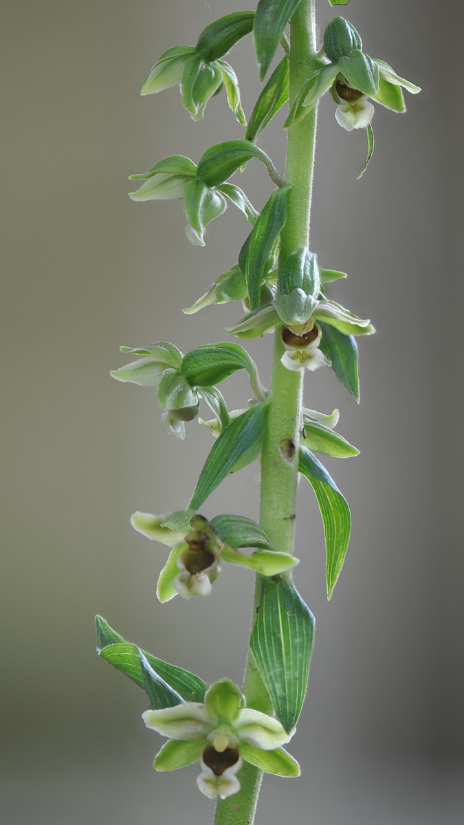 Epipactis ibrido (helleborine x autumnalis), e Epipactis autumnalis