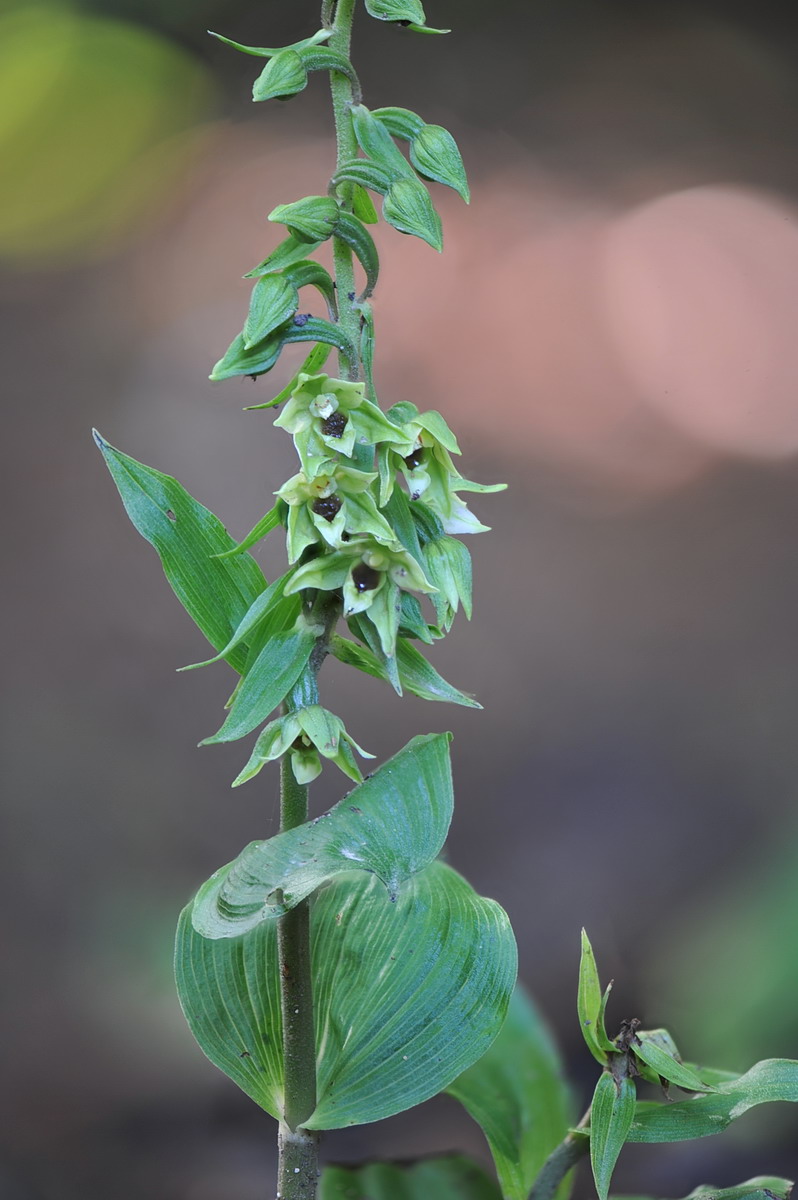 Epipactis ibrido (helleborine x autumnalis), e Epipactis autumnalis