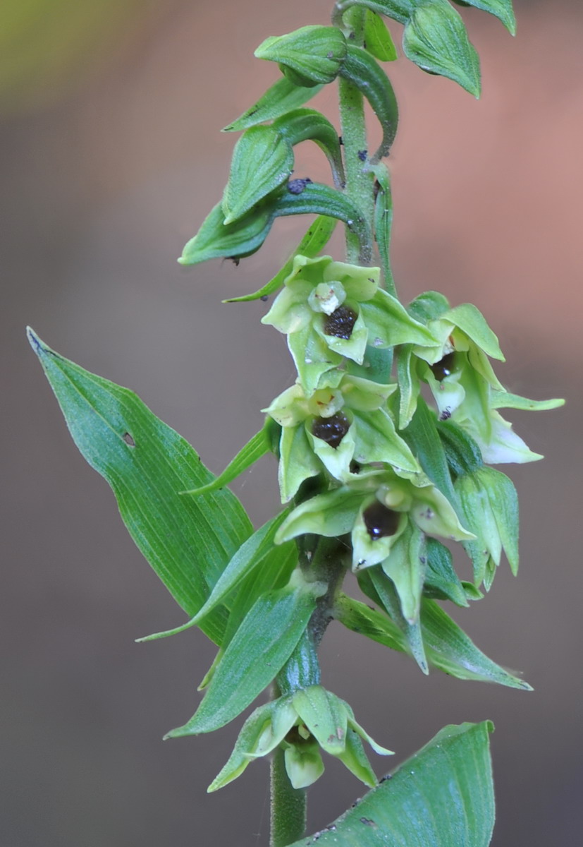 Epipactis ibrido (helleborine x autumnalis), e Epipactis autumnalis