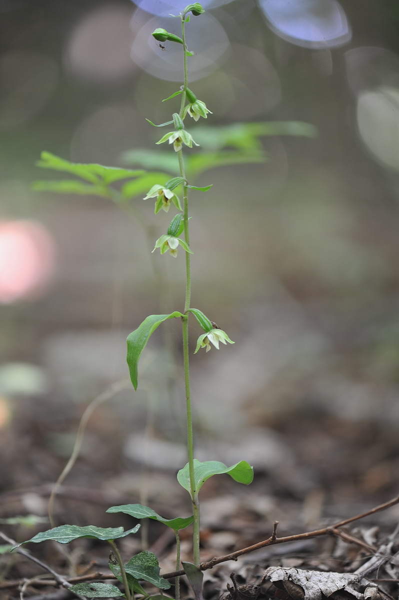 Epipactis ibrido (helleborine x autumnalis), e Epipactis autumnalis