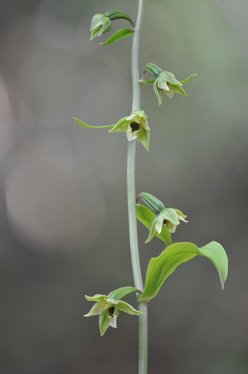 Epipactis ibrido (helleborine x autumnalis), e Epipactis autumnalis