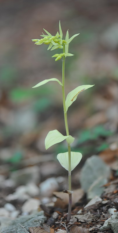 Epipactis neglecta