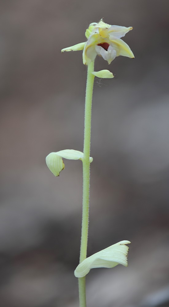 Epipactis neglecta
