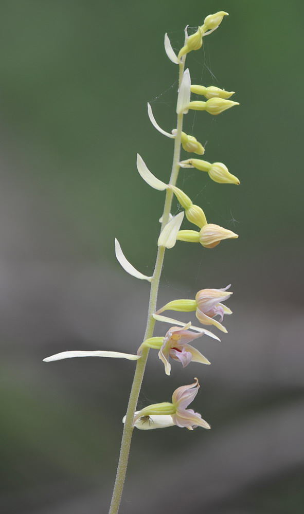 Epipactis neglecta