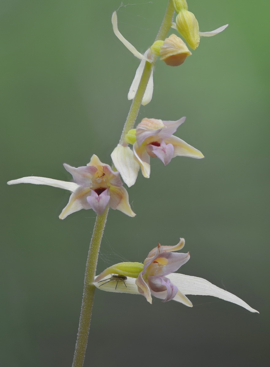 Epipactis neglecta