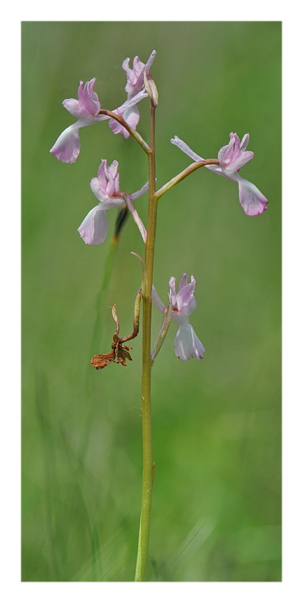 Orchidee Venete 2018 - 1