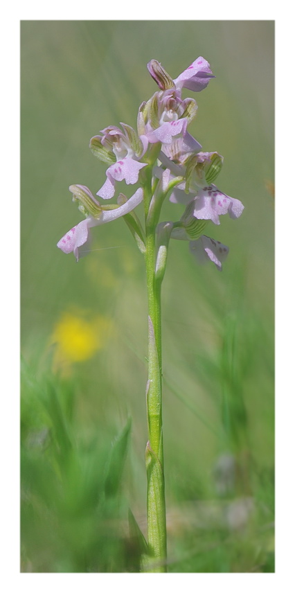 Orchidee Venete 2018 - 1