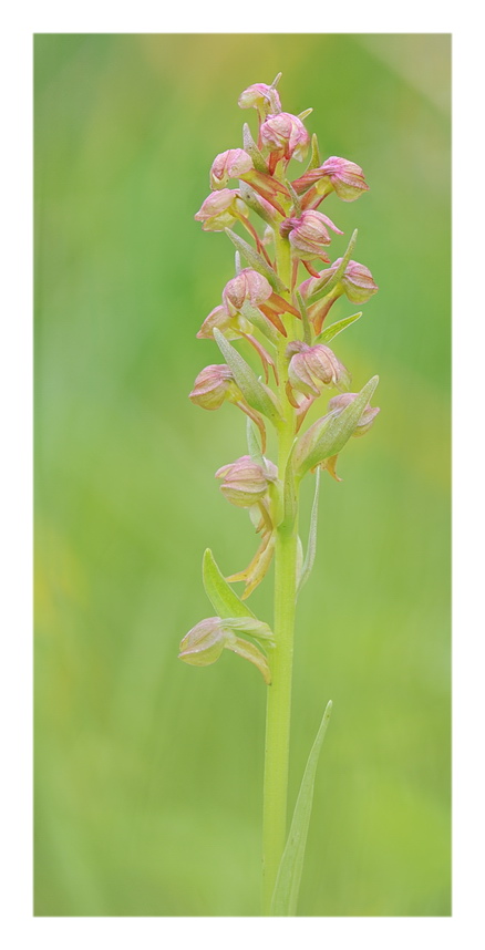 Orchidee Venete 2018 - 2