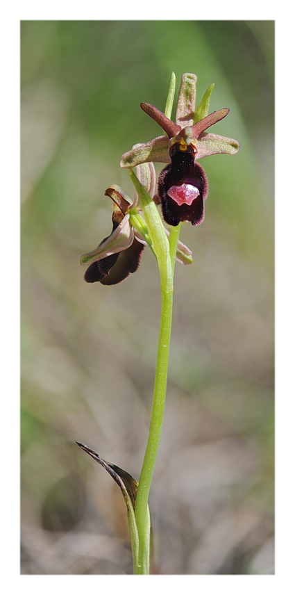 Orchidee Venete 2018 - 9