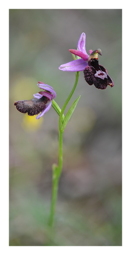 Orchidee Venete 2018 - 9