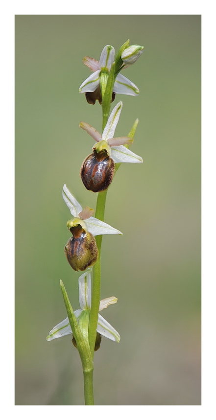 Orchidee Venete 2018 - 9