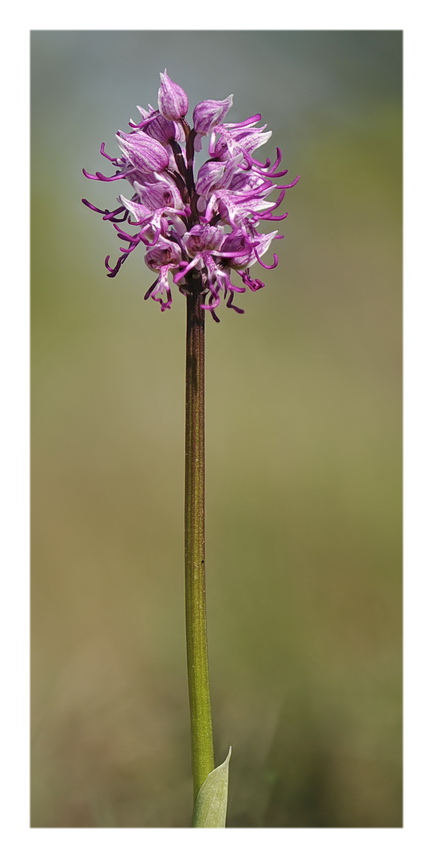 Orchidee Venete 2018 - 10