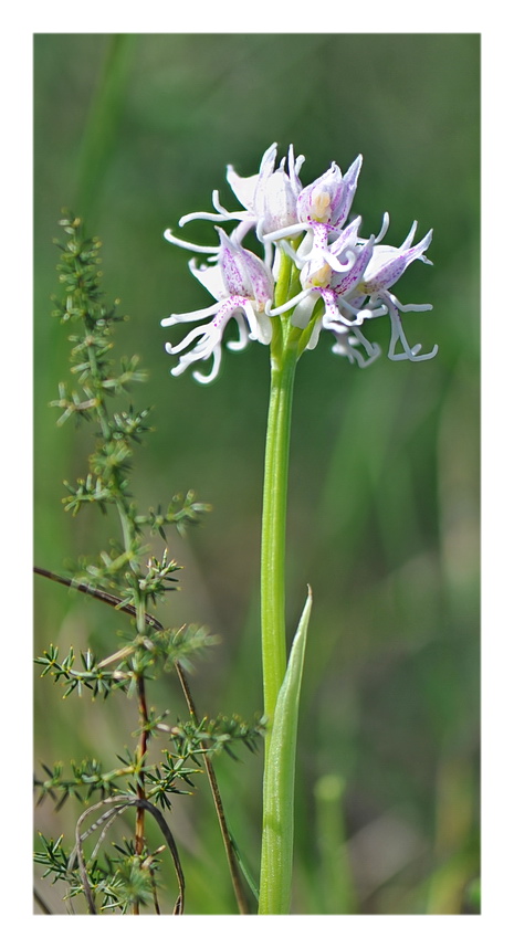 Orchidee Venete 2018 - 10