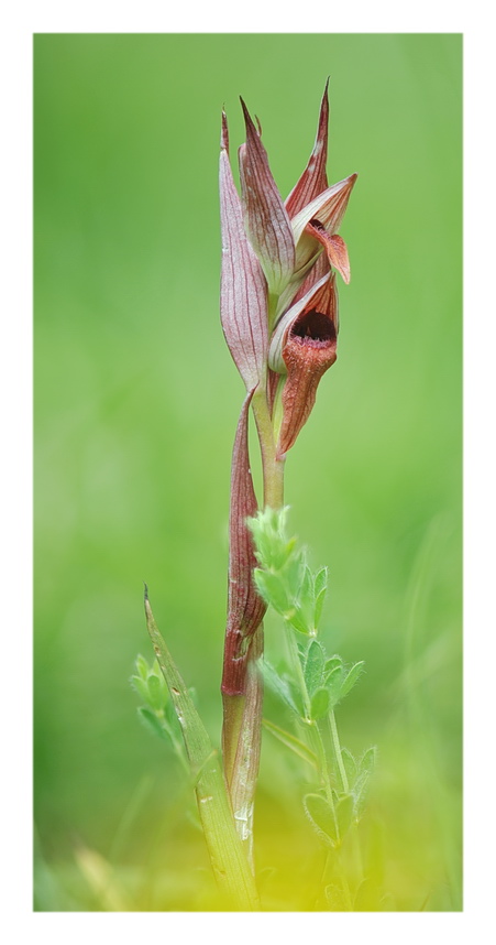 Orchidee Venete 2018 - 11