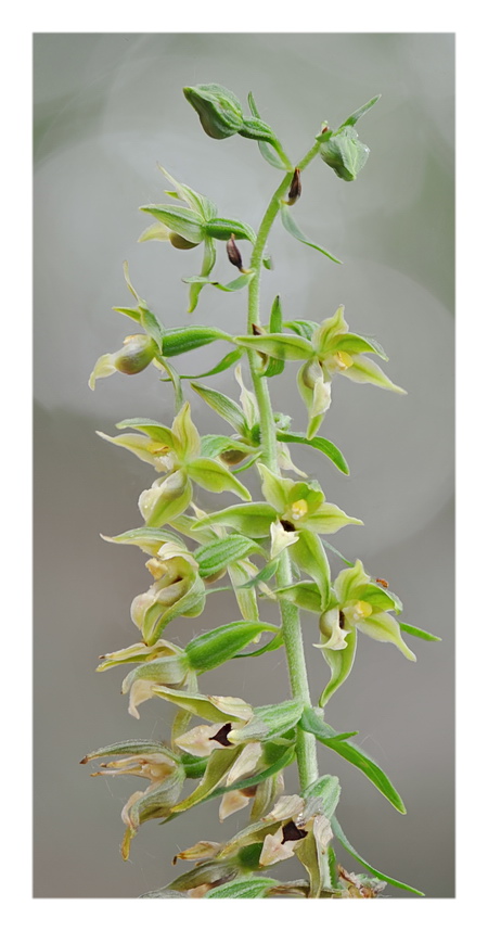 Orchidee Venete 2018 - 4
